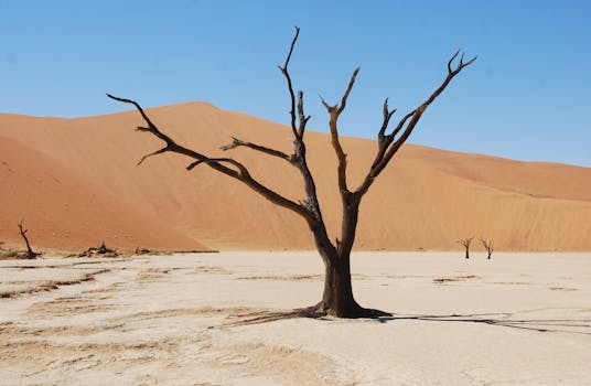 Leafless tree in the arid Deadvlei desert against striking sand dunes, Namibia.
