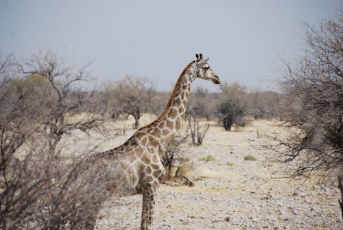 grátis Foto profissional grátis de África, africano, animais selvagens Foto profissional