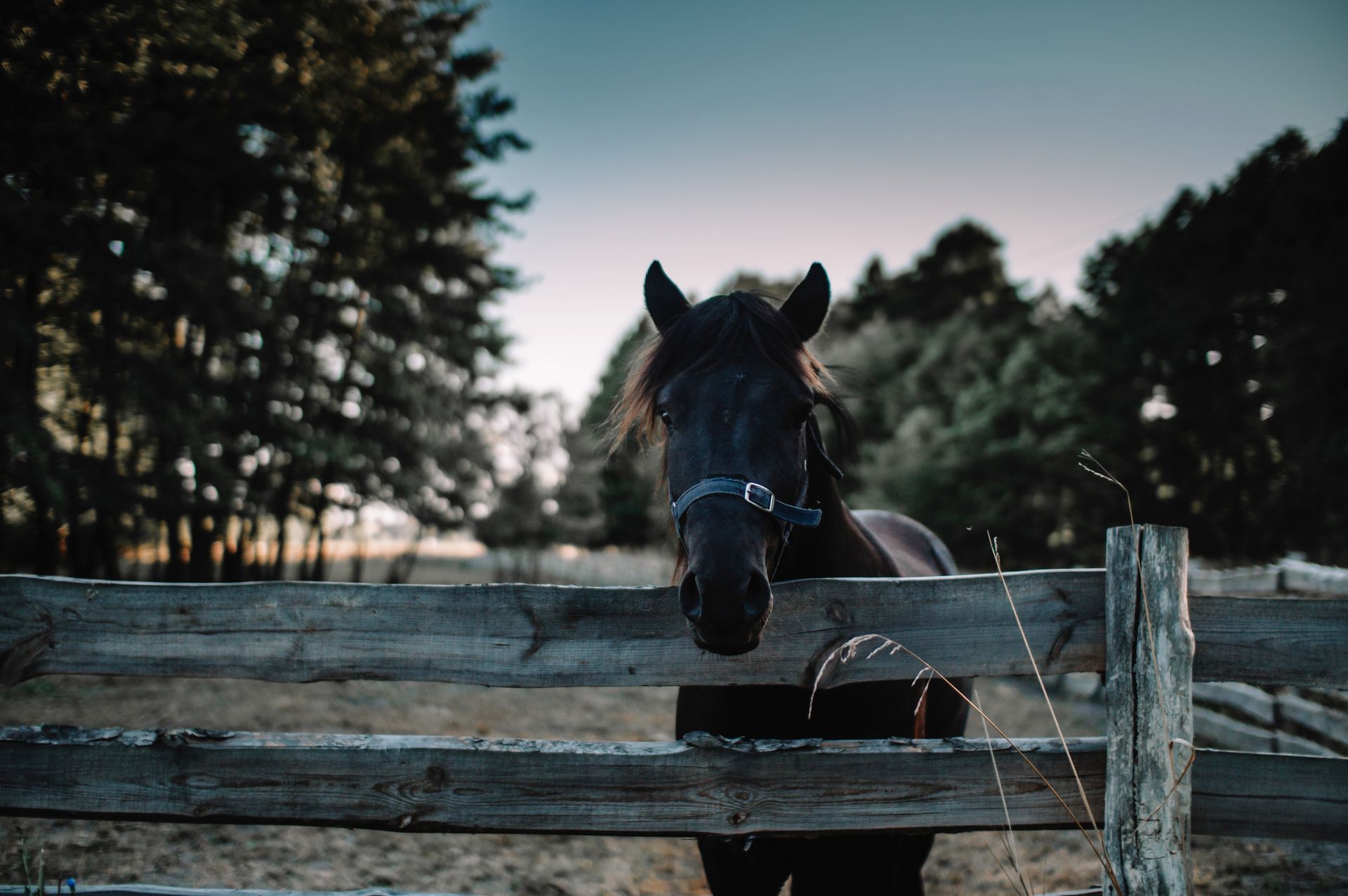Horse Behind Wooden Fence