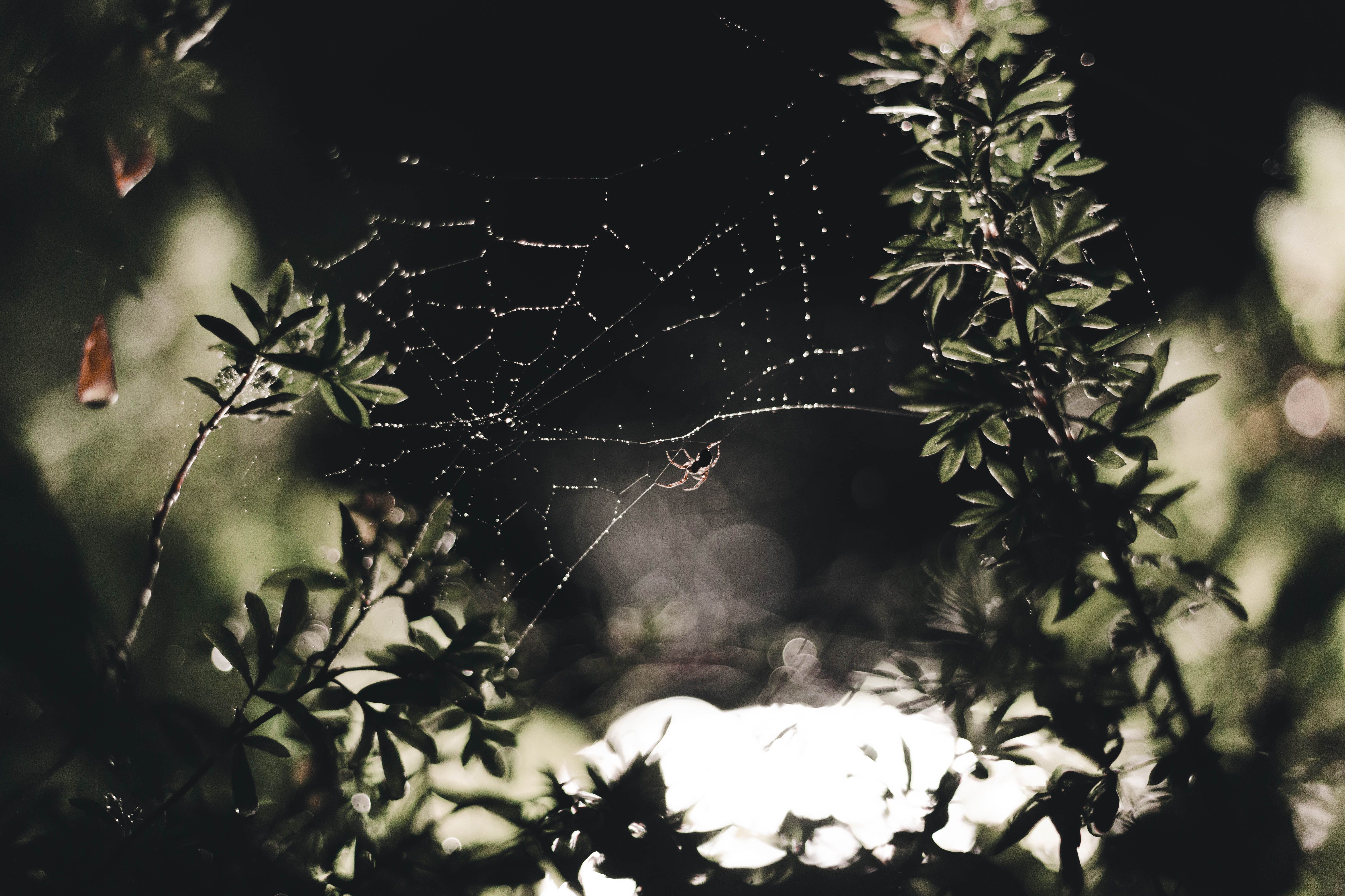 spider web dew drops