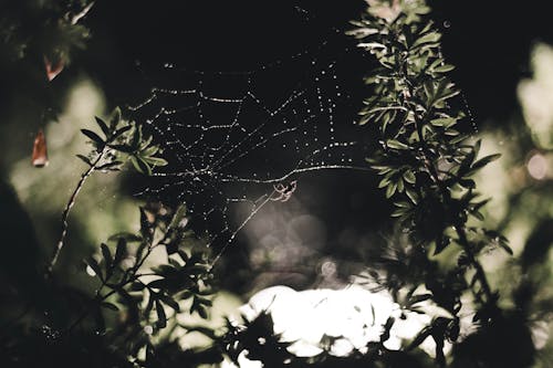 Fotos de stock gratuitas de araña, de cerca, gotitas de agua