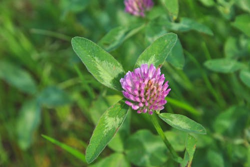 Free stock photo of clover, nature, plant