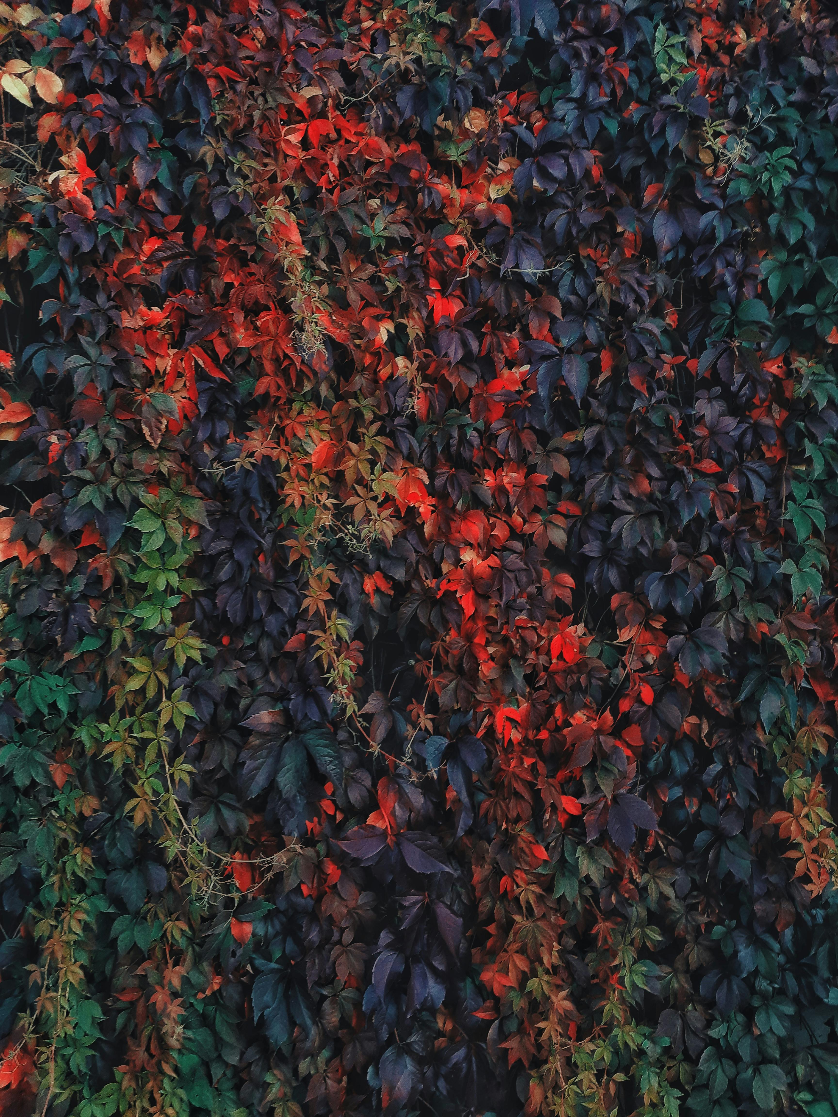 Lush and colorful autumn leaves on a vertical garden, showcasing nature's vibrant hues.