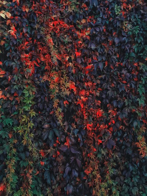 Lush and colorful autumn leaves on a vertical garden, showcasing nature's vibrant hues.