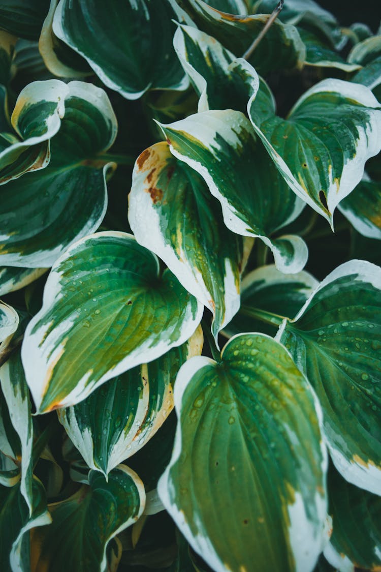 Close-up Of Hosta Leaves 