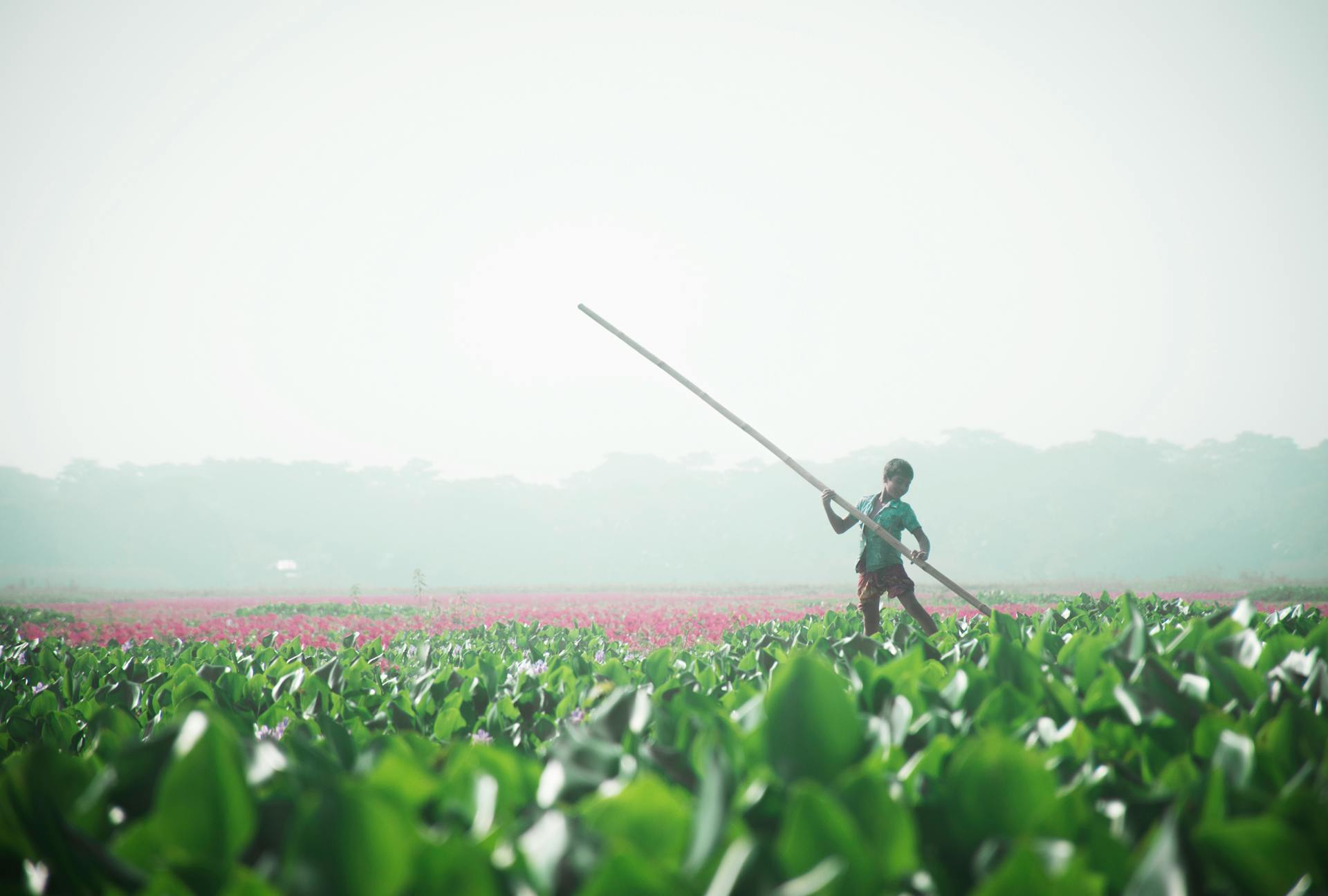 A young farmer with a wooden pole walking through a lush green farm field filled with plants.