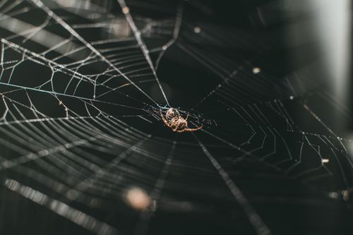Free A detailed close-up of a spider resting on its web, showcasing its intricate design. Stock Photo