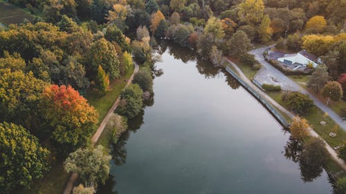 Green and Brown Trees Beside River