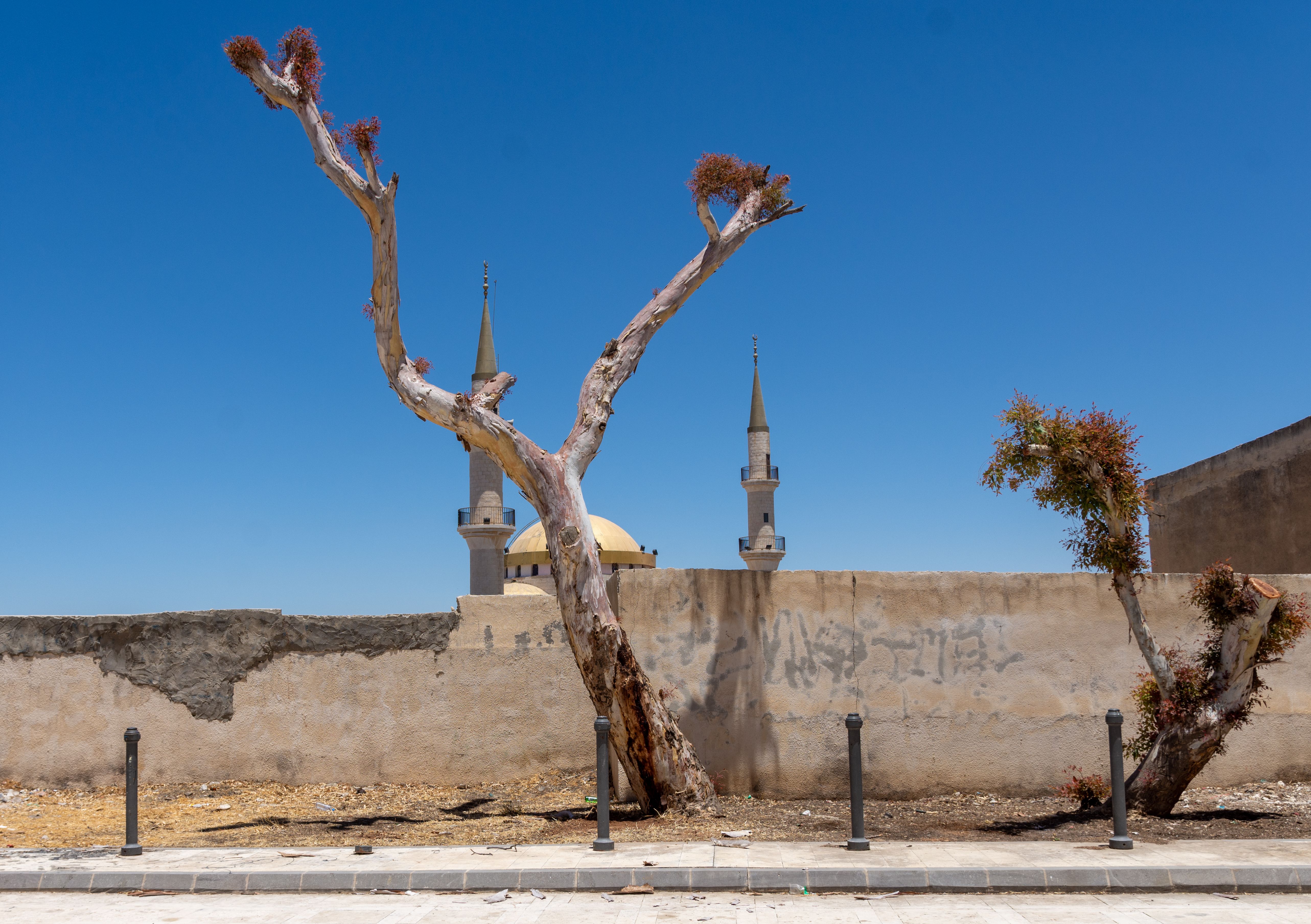 Bare trees stand against a blue sky and mosque backdrop, Al-Azraq, Jordan.