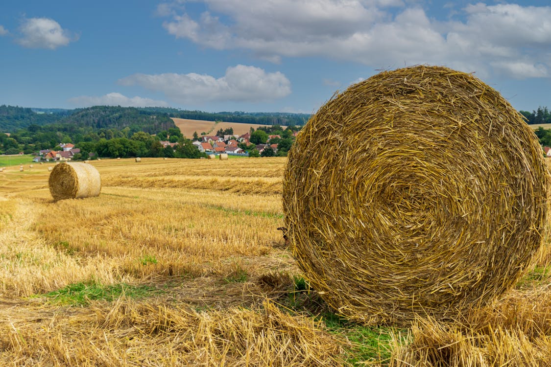 arazi, Çiftlik, hasat edilmiş tarla içeren Ücretsiz stok fotoğraf
