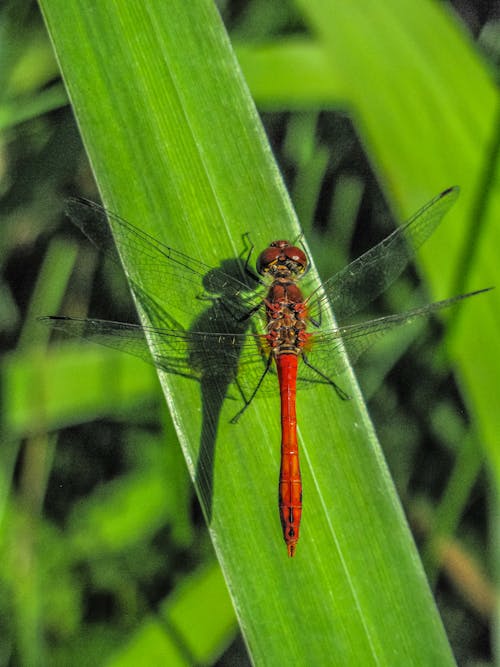 Red Dragonfly on Green Leaf Close-up Photography
