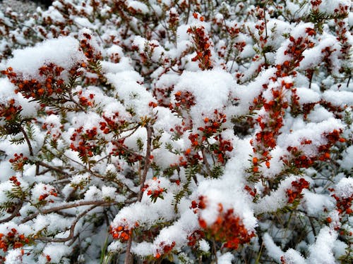 Free stock photo of red flowers, snow flowers
