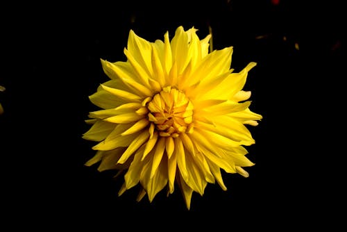 Nahaufnahmefoto Der Gelben Gruppierten Blume