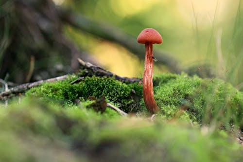 Free Close-Up Shot of a Red Mushroom in the Forest Stock Photo