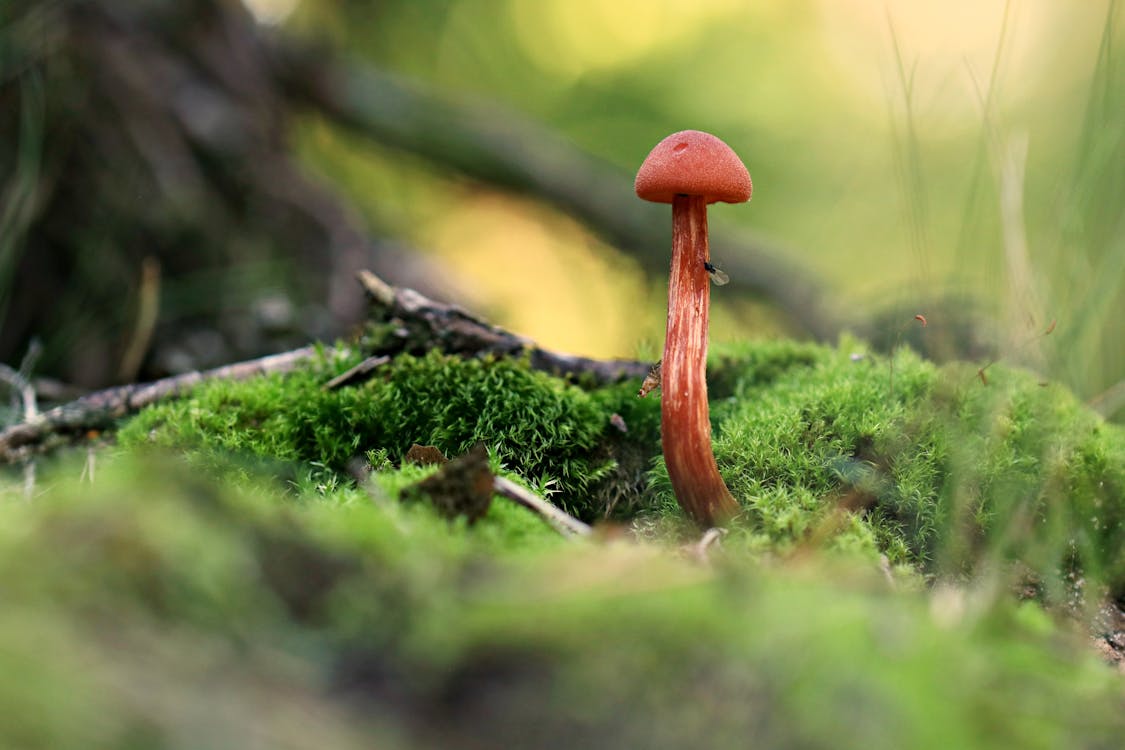 Gratis lagerfoto af botanik, Botanisk, natur