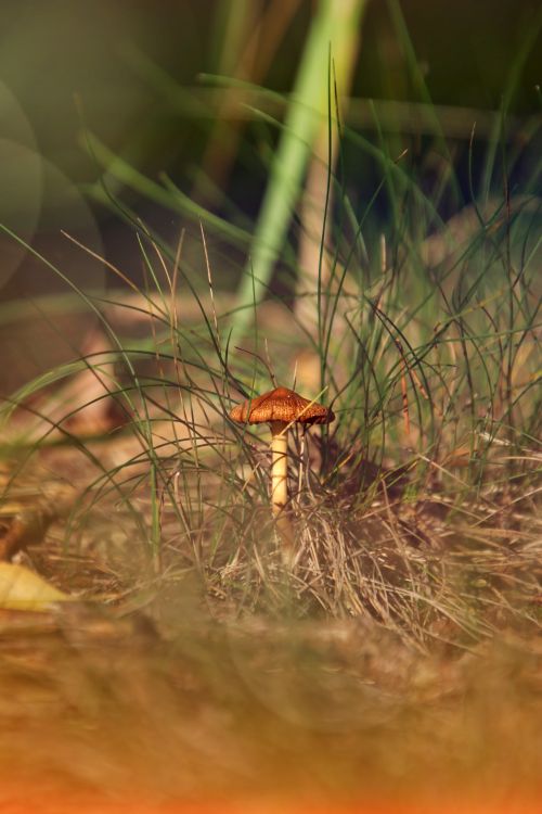 Free A detailed photo of a mushroom growing amidst grass in a Warsaw field, emphasizing natural textures and earthy tones. Stock Photo