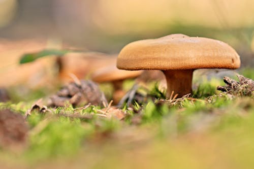 Brown Mushroom in Close Up Photography