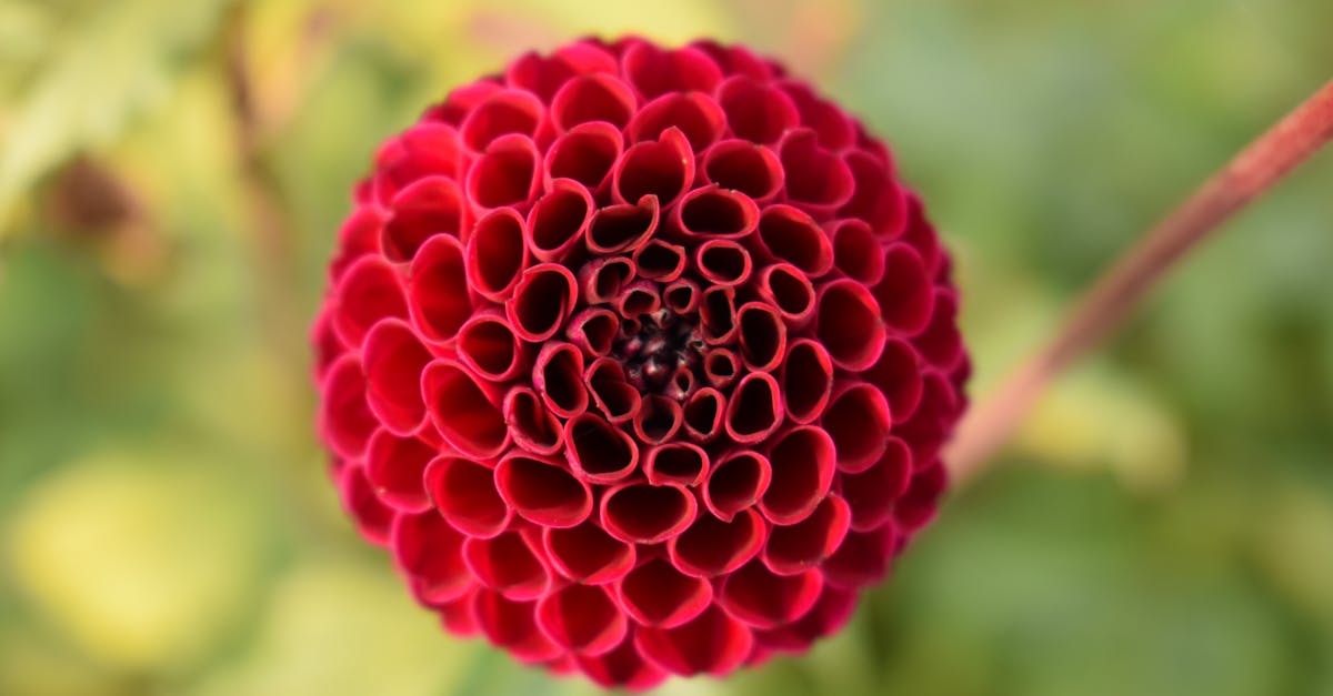 Closeup Photography of Red Petaled Flower