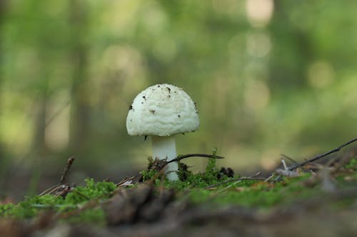 A White Mushroom on the Ground