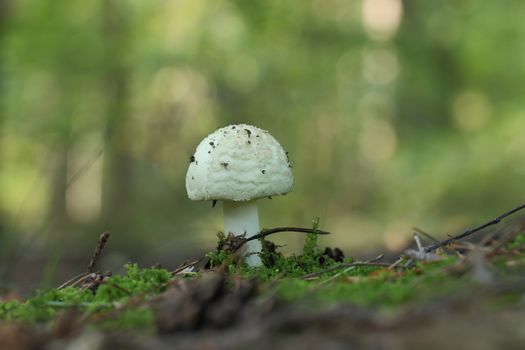 A detailed view of a white mushroom growing on the forest floor amidst green moss.