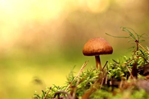 Free Brown Mushroom in Close Up Photography Stock Photo