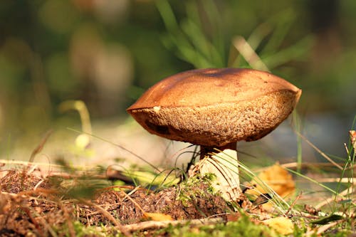 A Brown Mushroom on the Ground