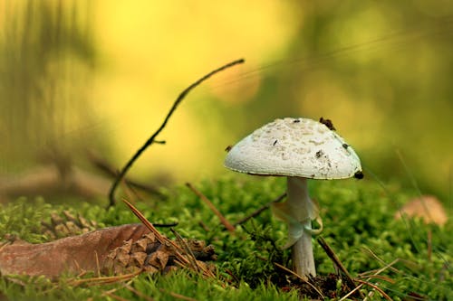 Free Close-Up Shot of a White Mushroom in the Forest Stock Photo