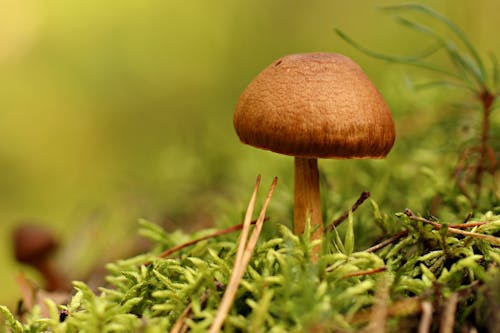 Close-Up Shot of a Brown Mushroom in the Forest