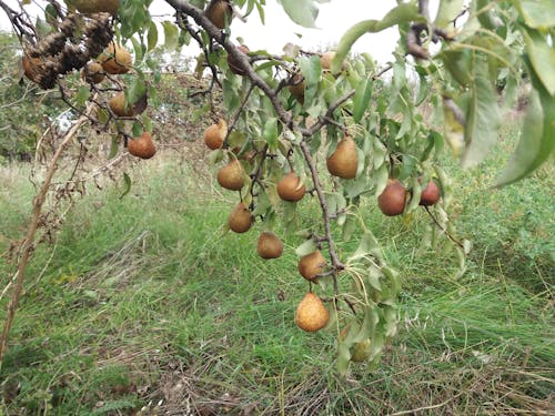 Pears Hanging on Tree Branch