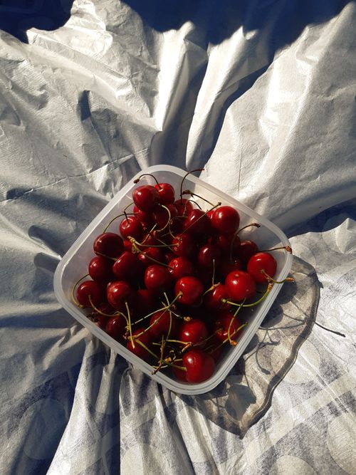 Free Fresh cherries in a plastic container on a shiny surface, capturing the essence of summer. Stock Photo