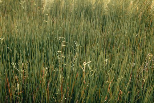 Free Full frame of green grassy vast meadow with withered plants growing in rural area on summer day in wild nature Stock Photo