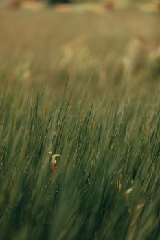 Green grass blades growing in meadow with faded leaves on summer day against blurred background in countryside in wild nature