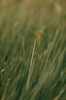 A close-up view of lush green grass blades, showcasing the beauty of nature's simplicity.