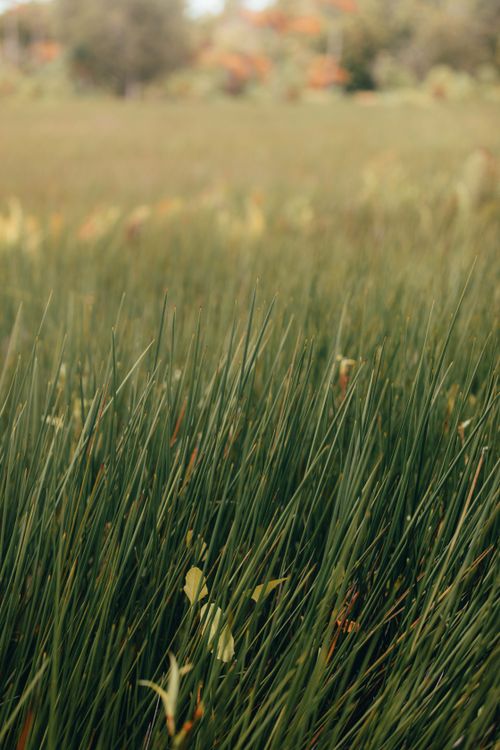 Free Close-up view of lush green grass in a peaceful countryside setting. Stock Photo