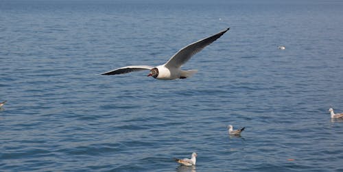 冒險, 在海邊, 水鳥 的 免費圖庫相片