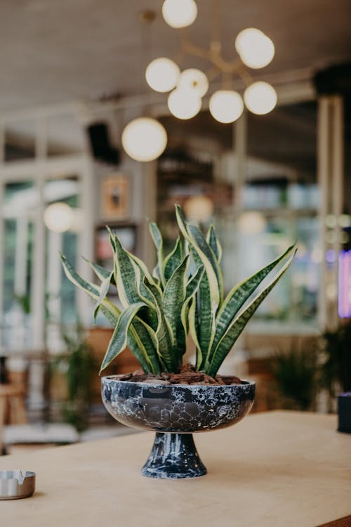 Green potted plant on table