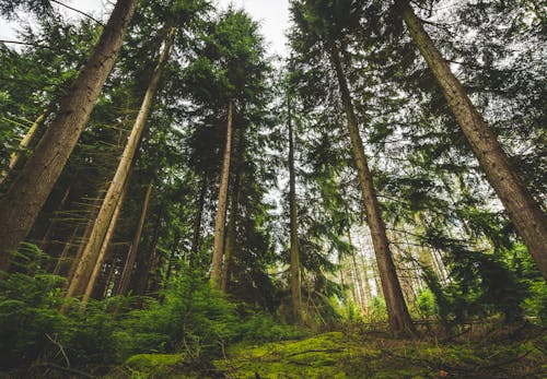 Free stock photo of forest, pine, trees