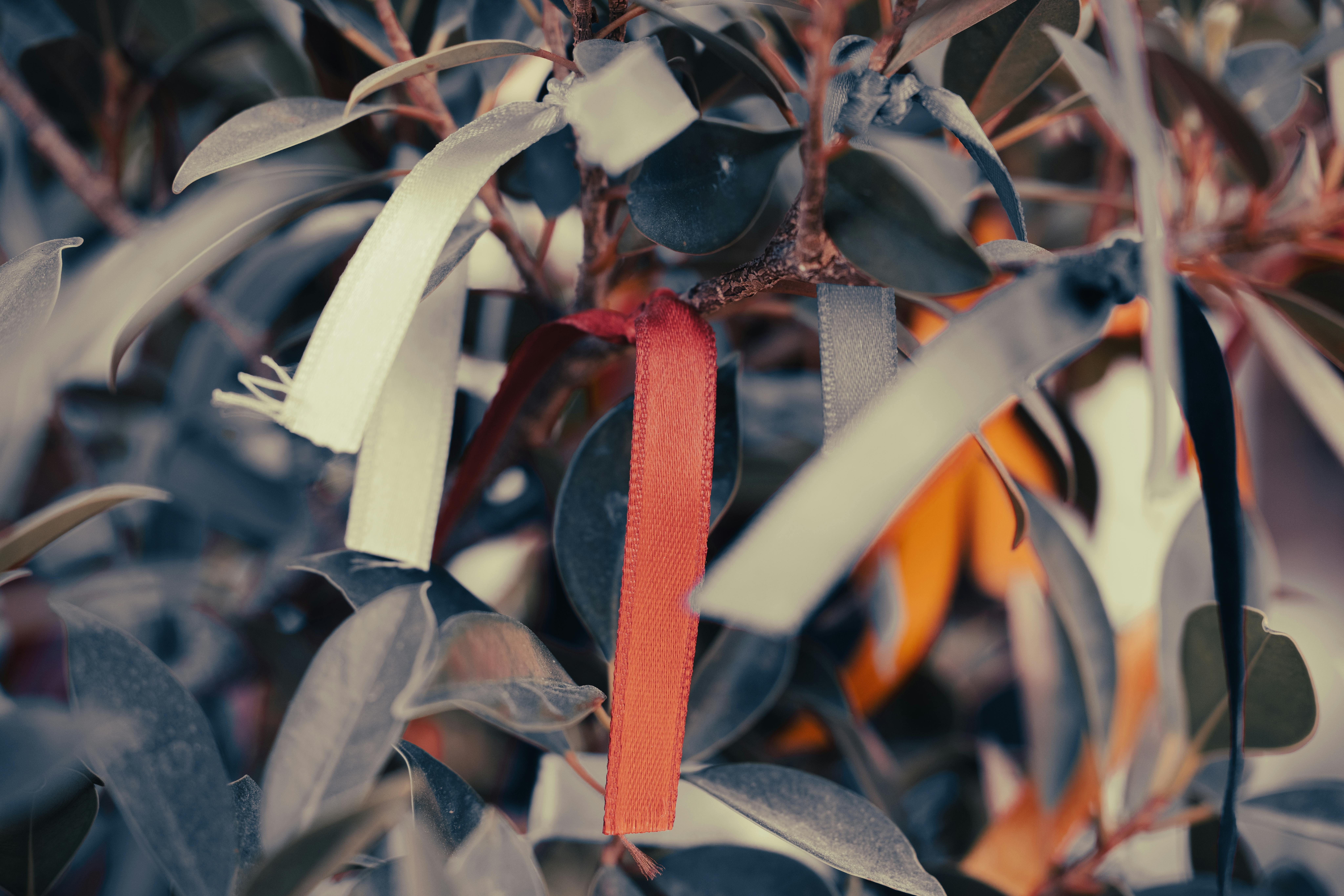 Ribbons on Plant · Free Stock Photo