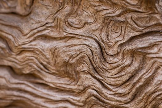 Detailed close-up of natural wood texture showcasing intricate grain patterns and organic shapes.