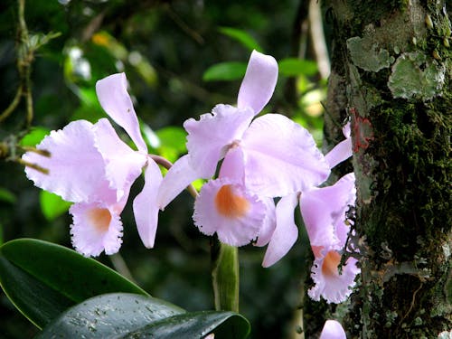 Foto d'estoc gratuïta de botànic, flors, orquídies