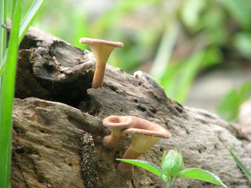 Základová fotografie zdarma na téma botanický, houby