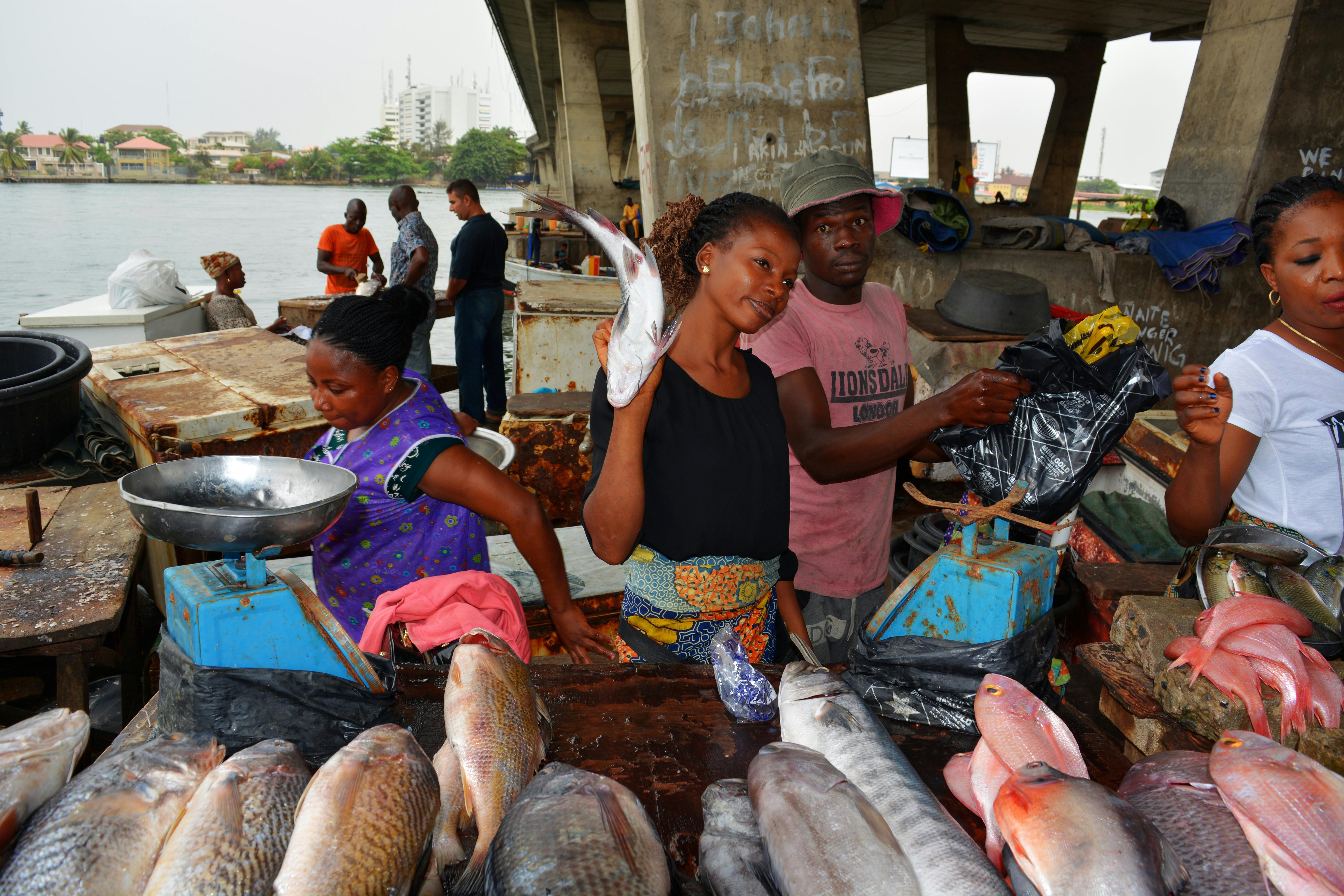 Free stock photo of fish, fish market