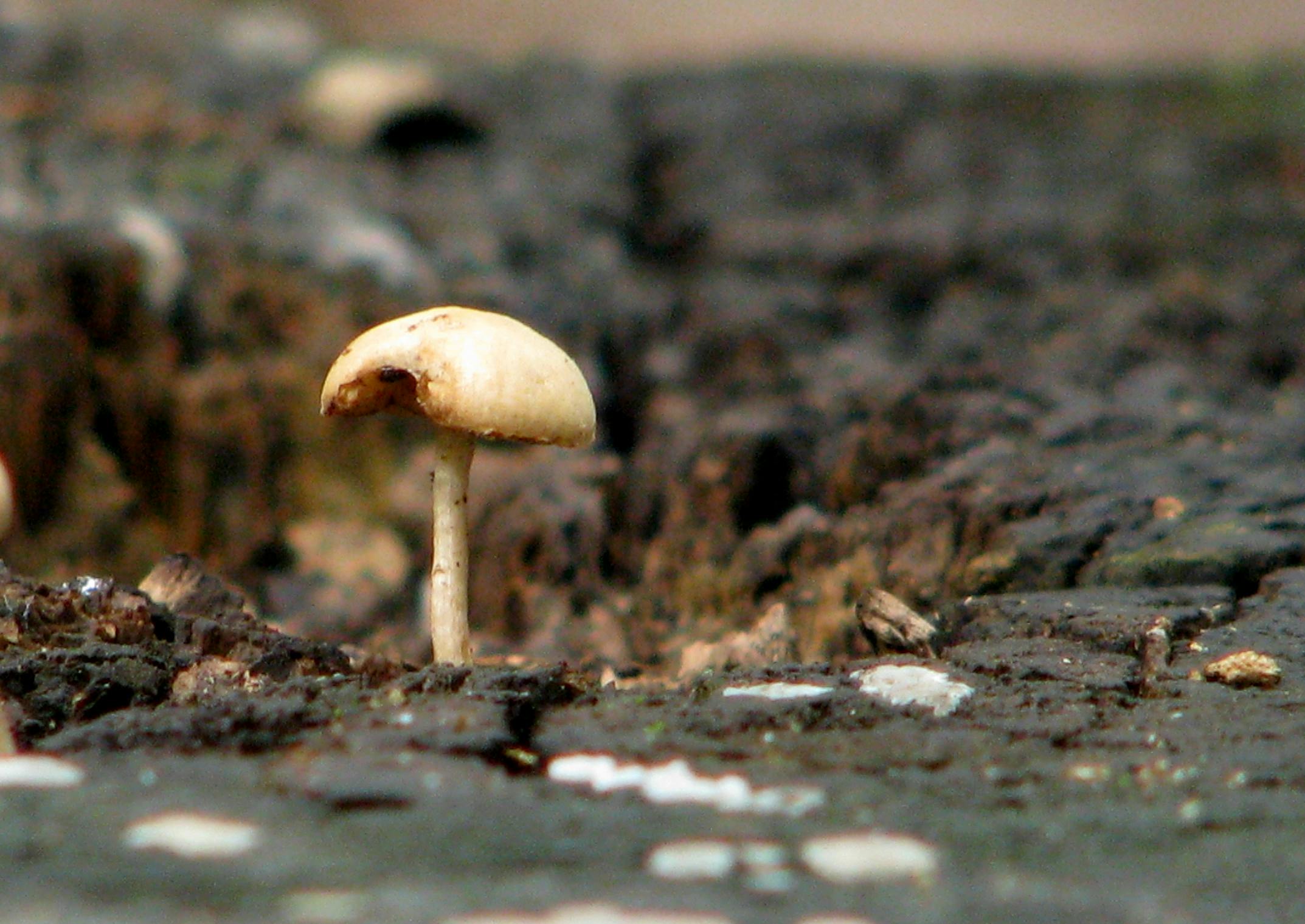 pexels-photo-975679.jpeg?auto=compress&cs=tinysrgb&fit=crop&h=627&w=1200