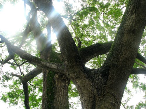 나무, 식물의의 무료 스톡 사진