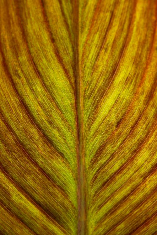 Free Macro shot of a colorful autumn leaf showing intricate vein patterns, ideal for nature photography. Stock Photo