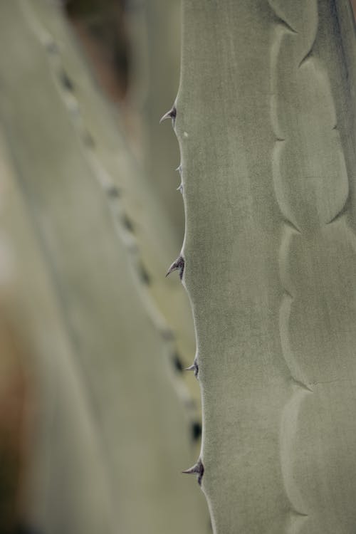 乾旱, 仙人掌, 垂直拍摄 的 免费素材图片