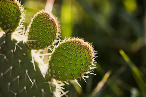 Green Cactus with Thorns