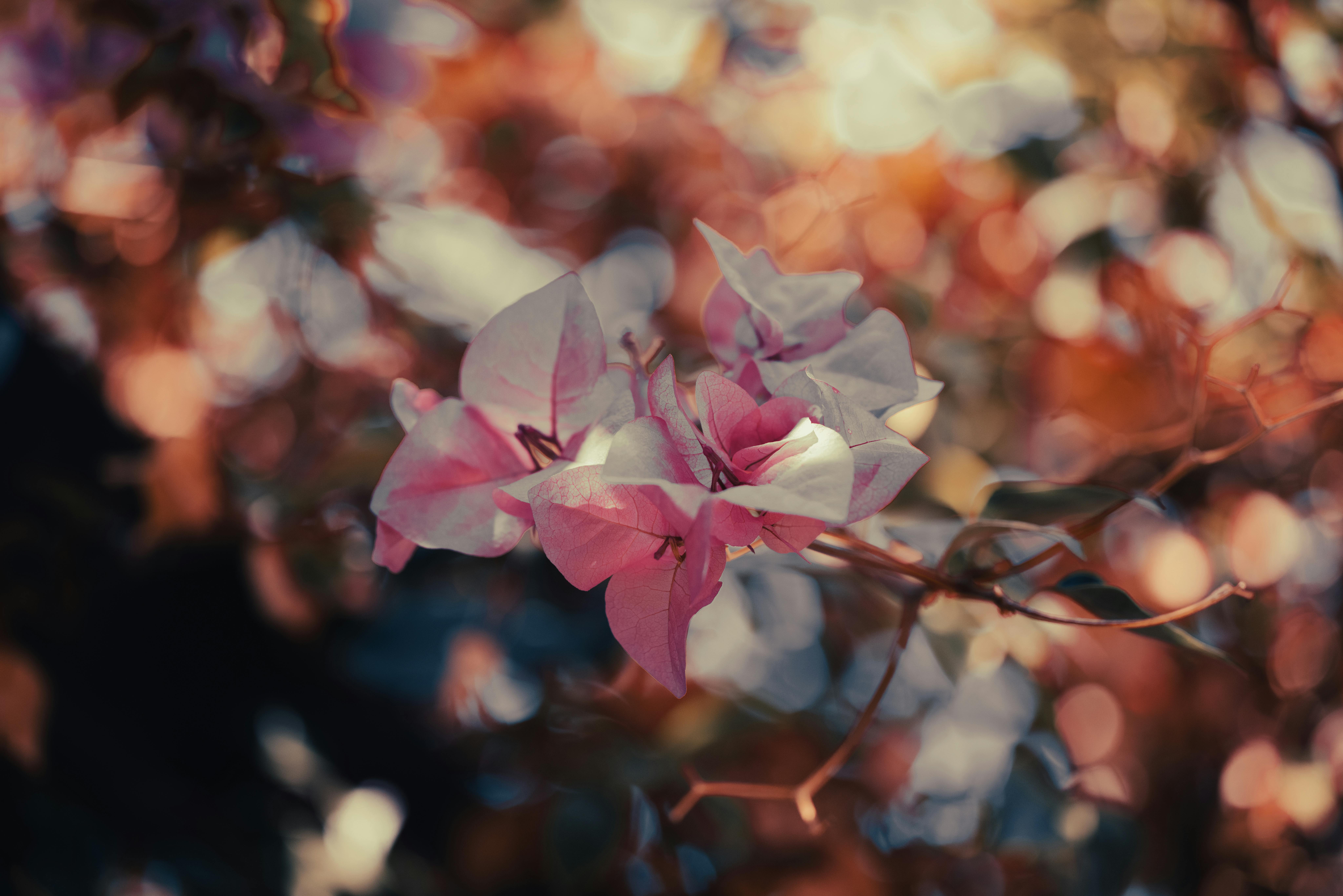 Pink and White Leaves in Close Up Photography · Free Stock Photo