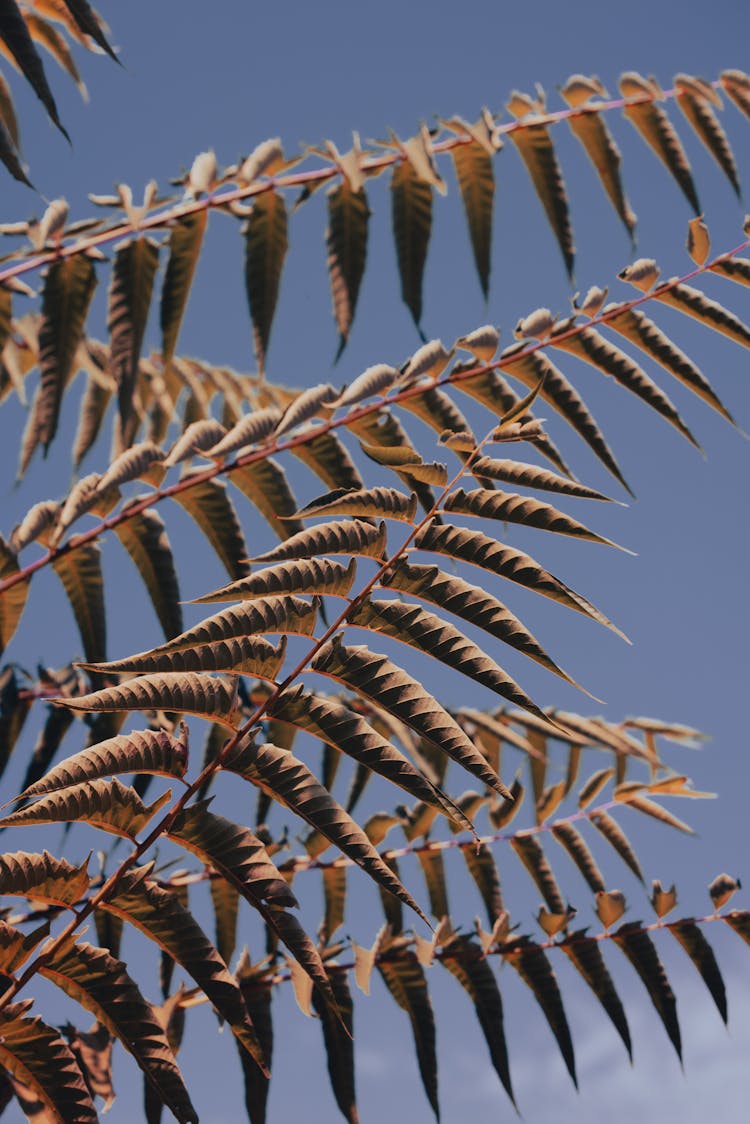 Green Leaves On The Tree