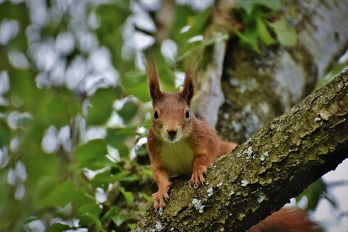 Free stock photo of squirrel